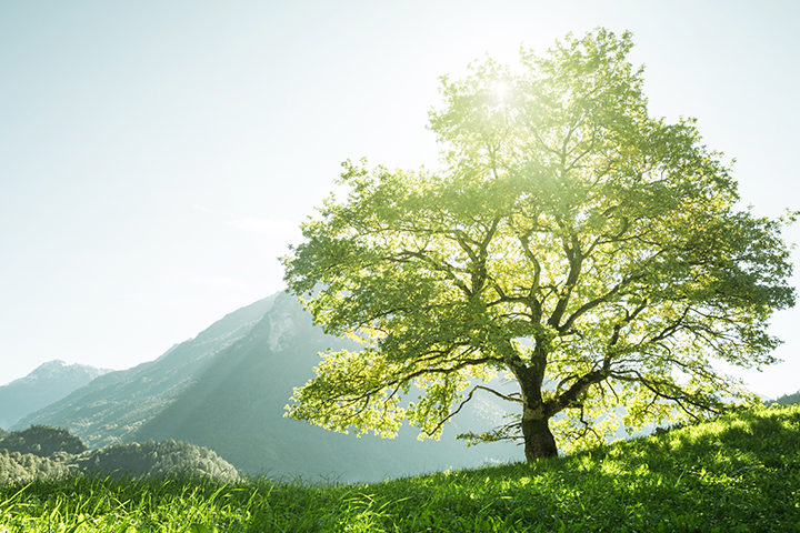Idyllic landscape in the Alps, tree, grass and mountains, Switzerland