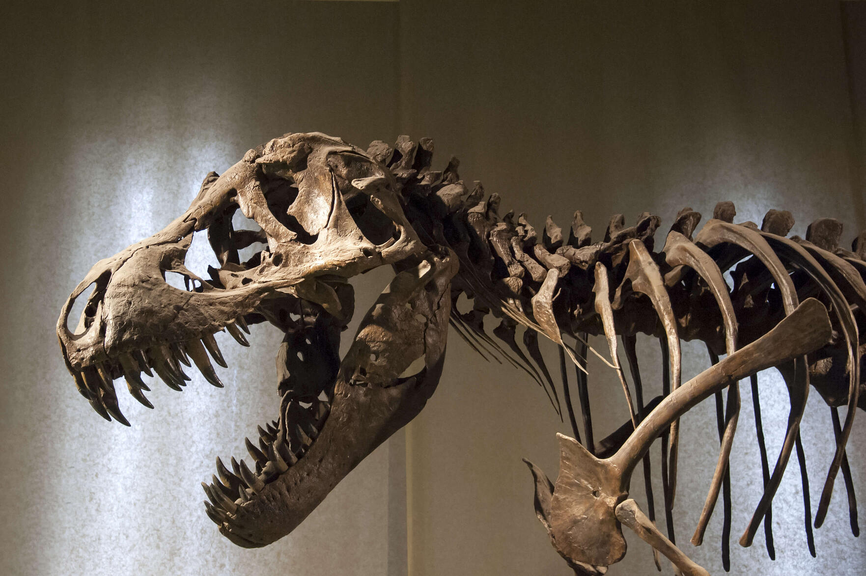 bone of dinosaur in a museum