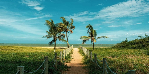 palm trees in a beach setting