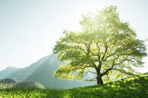 landscape of greenery, mountains and nature on a sunny day