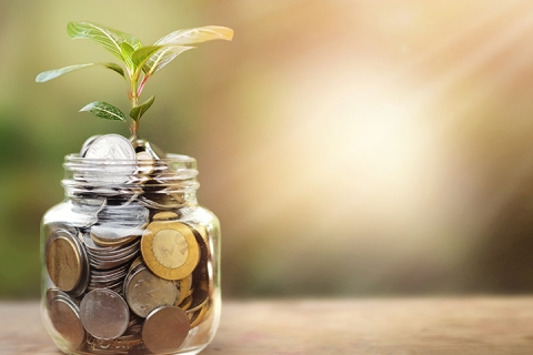 Sun shining on a glass jar full of coins with a green leaf plant growing out of it