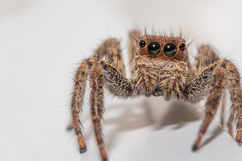 close-up of large spider